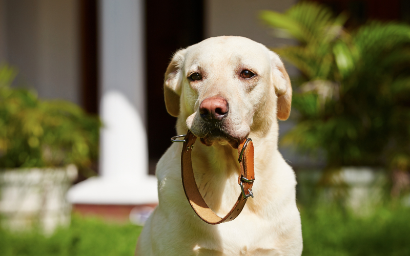 Individuelle Hundehalsbänder: Personalisierte Lasergravur